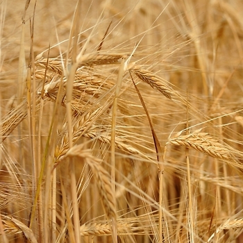 Семена зерновых культур